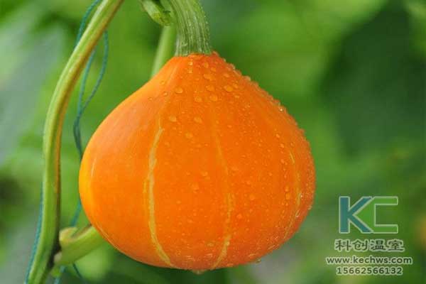 無土栽培，無土栽培技術，無土栽培設備