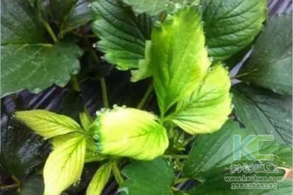 無(wú)土栽培，無(wú)土栽培技術(shù)