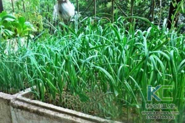 無(wú)土栽培，無(wú)土栽培技術(shù)，無(wú)土栽培設(shè)備