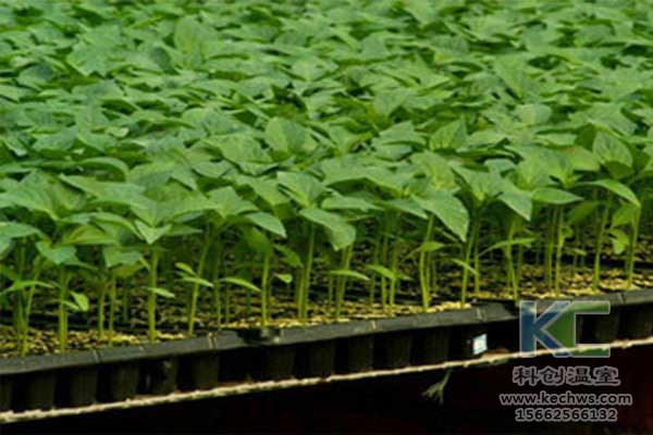 無土栽培，無土栽培基質