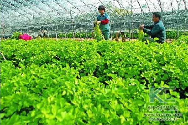 無土栽培，無土栽培技術，無土栽培設備