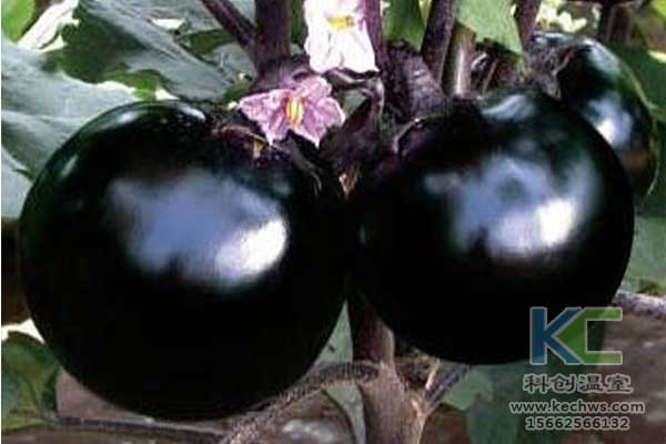 無土栽培，無土栽培技術(shù)