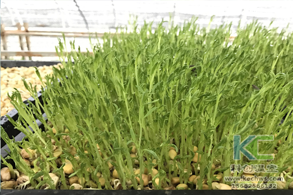 無土栽培，無土栽培技術，無土栽培設備