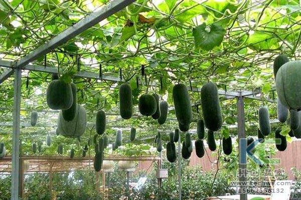 蔬菜大棚無土栽培,無土栽培技術,溫室大棚,大棚