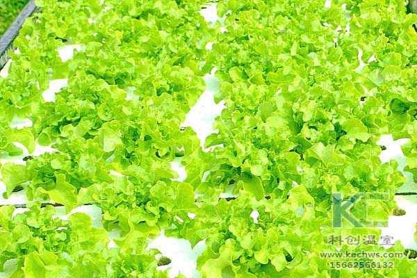 無土栽培，設備，無土栽培設備，無土栽培技術