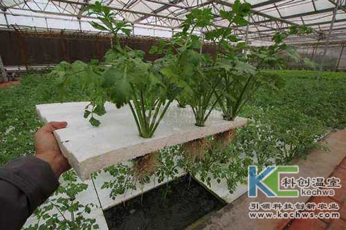 無土栽培，無土栽培技術，無土栽培設備