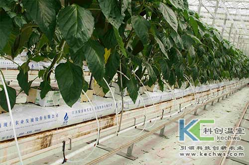 無(wú)土栽培，無(wú)土栽培技術(shù)，無(wú)土栽培設(shè)備