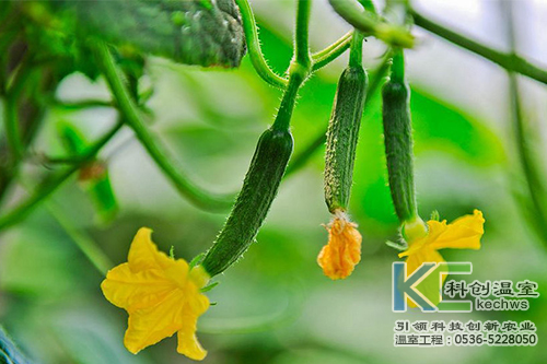 無土栽培，無土栽培技術，無土栽培設備