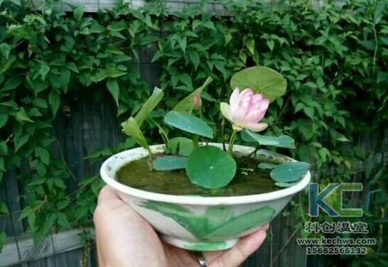 無土栽培，無土栽培技術，無土栽培設備