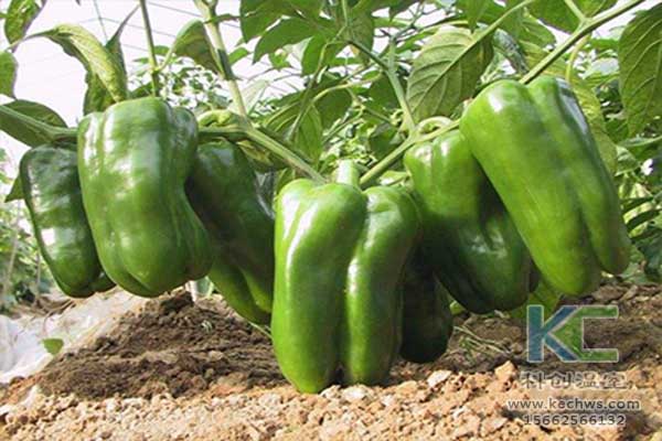 無土栽培，無土栽培技術(shù)，無土栽培設備