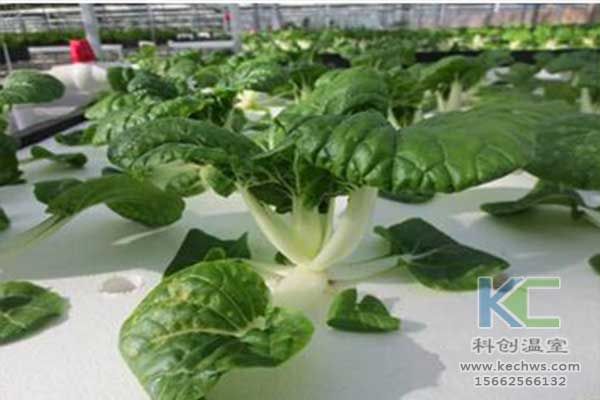 無土栽培，無土栽培技術，無土栽培設備