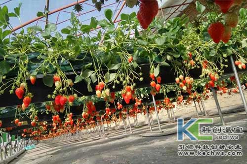 無土栽培，無土栽培技術，無土栽培設備