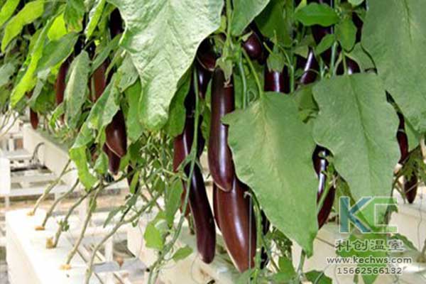 無土栽培，無土栽培技術(shù)，無土栽培設備