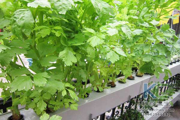 無土栽培，無土栽培技術，無土栽培設備