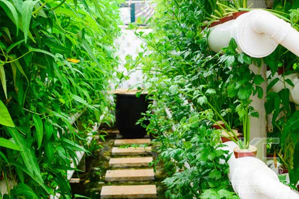 無土栽培，無土栽培技術