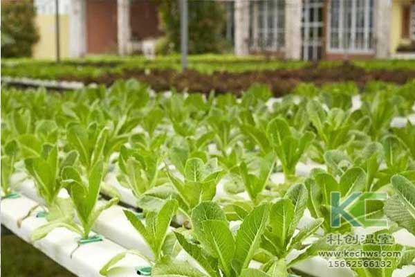 無土栽培，無土栽培技術(shù)，無土栽培設(shè)備