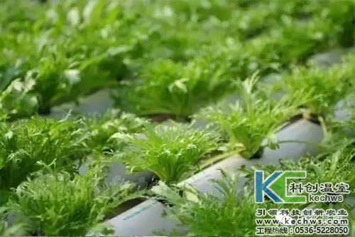 無土栽培，無土栽培技術，無土栽培設備