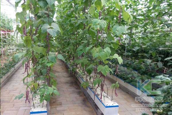 無土栽培，無土栽培發(fā)展