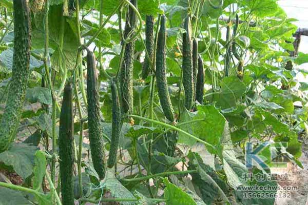 無土栽培，無土栽培技術，無土栽培設備