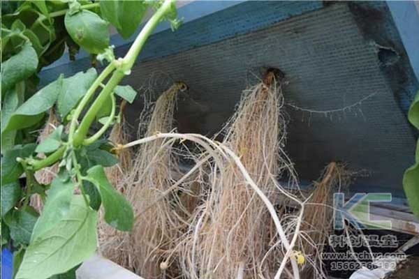 無土栽培，無土栽培技術，無土栽培設備