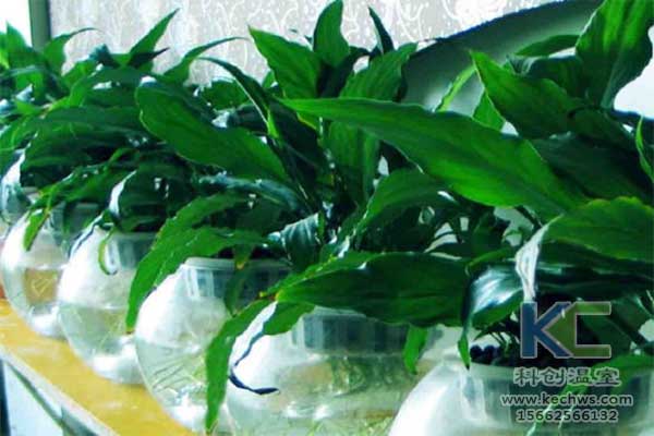 無土栽培，無土栽培技術，無土栽培設備