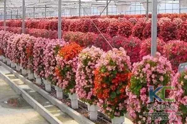 無土栽培,無土栽培技術,無土栽培設備