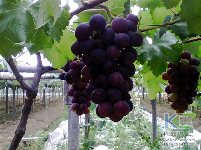 無土栽培，無土栽培技術，無土栽培設備