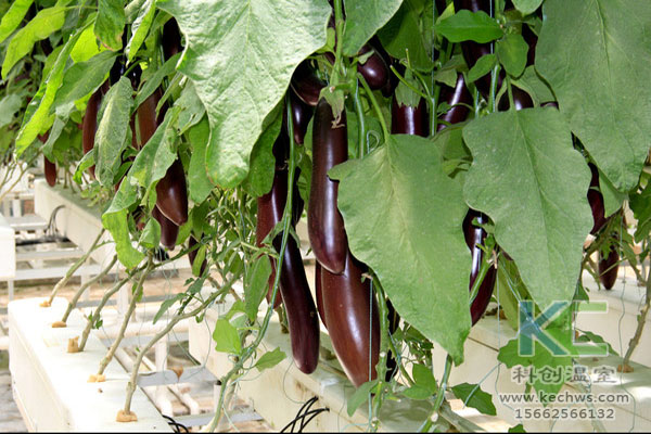 無(wú)土栽培，無(wú)土栽培技術(shù)，無(wú)土栽培設(shè)備