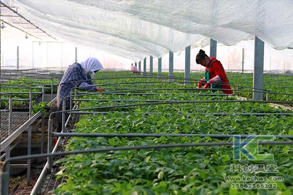無土栽培，無土栽培技術(shù)