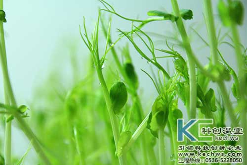 無土栽培，無土栽培技術(shù)，無土栽培設(shè)備