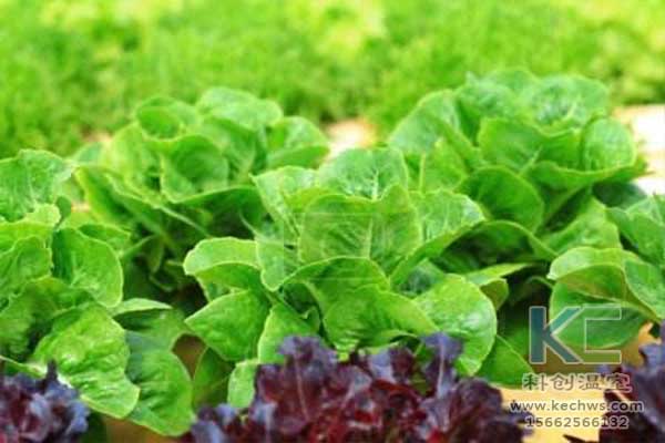 無土栽培，無土栽培技術，無土栽培設備