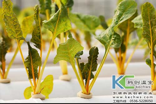 無土栽培，無土栽培技術(shù)，無土栽培設(shè)備