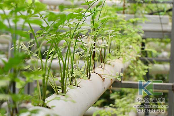 無土栽培，無土栽培技術(shù)