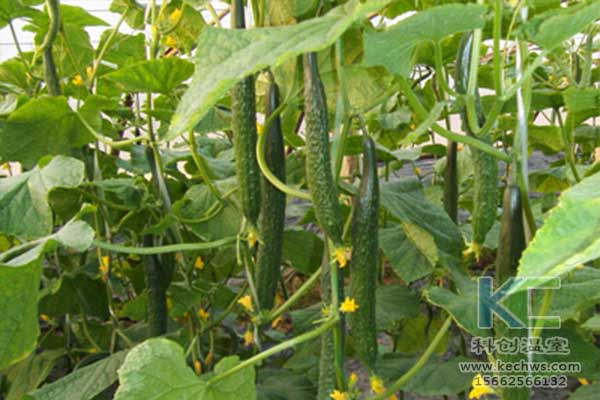 無土栽培，無土栽培技術