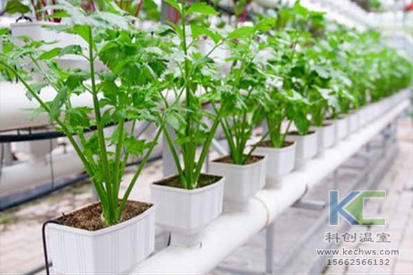 無土栽培，無土栽培技術，無土栽培設備