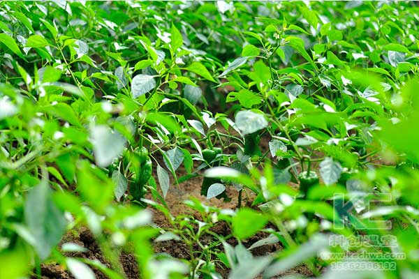 無土栽培，無土栽培技術，無土栽培基質