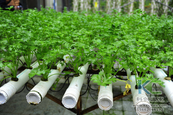無土栽培，無土栽培技術，無土栽培設備