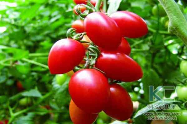 無土栽培技術，蔬菜大棚建設，溫室大棚，無土栽培