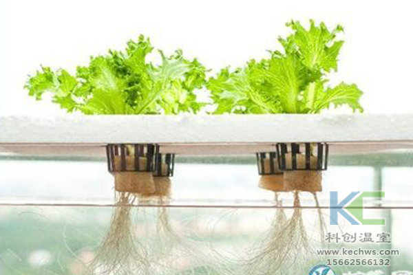 魚(yú)菜共生系統(tǒng)，無(wú)土栽培技術(shù)，無(wú)土栽培，溫室大棚