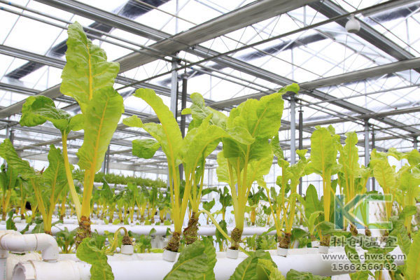 無土栽培，無土栽培技術，無土栽培設備