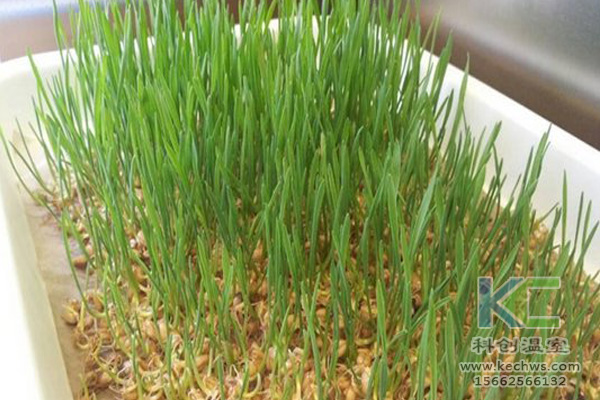 蔬菜無土栽培，無土栽培技術(shù)，無土栽培設(shè)備，無土栽培