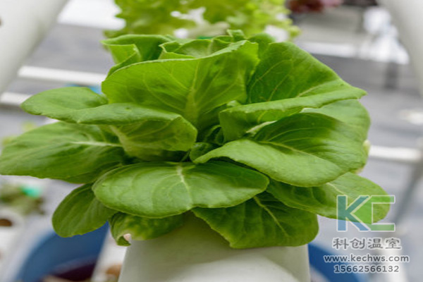 無土栽培，無土栽培技術，無土栽培設備