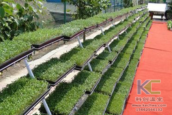 無土栽培，無土栽培技術(shù)，無土栽培設(shè)備