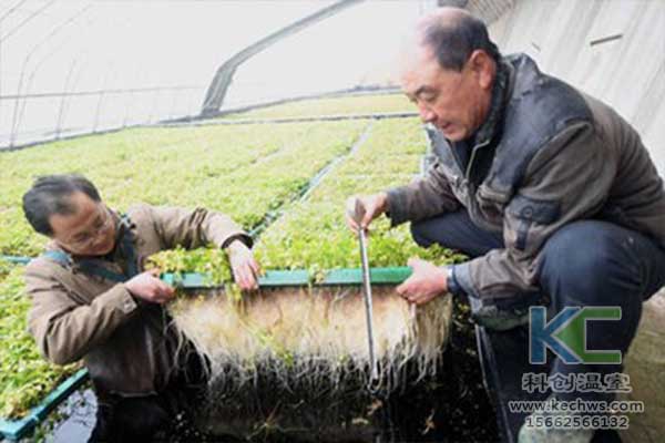 無土栽培，無土栽培技術，無土栽培設備