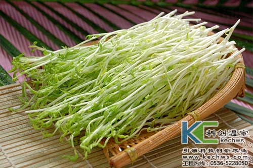 無土栽培,無土栽培技術(shù),無土栽培設(shè)備