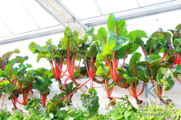 溫室大棚建設，無土栽培技術，無土栽培，溫室大棚