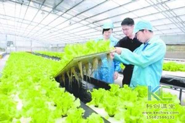 無土栽培，無土栽培技術，無土栽培設備