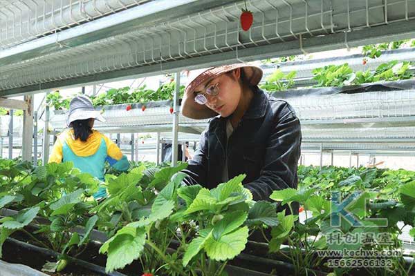 無土栽培，無土栽培技術(shù)，無土栽培設(shè)備