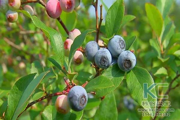 無土栽培，無土栽培技術，無土栽培設備