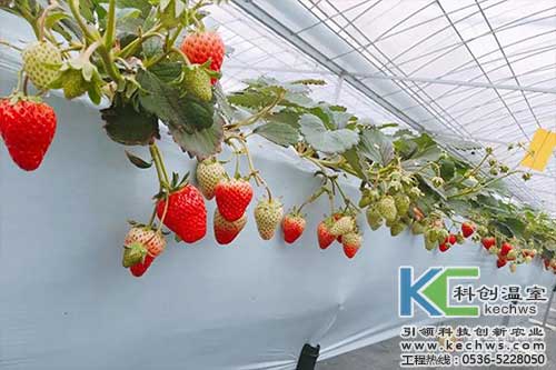 無土栽培，無土栽培技術，無土栽培設備